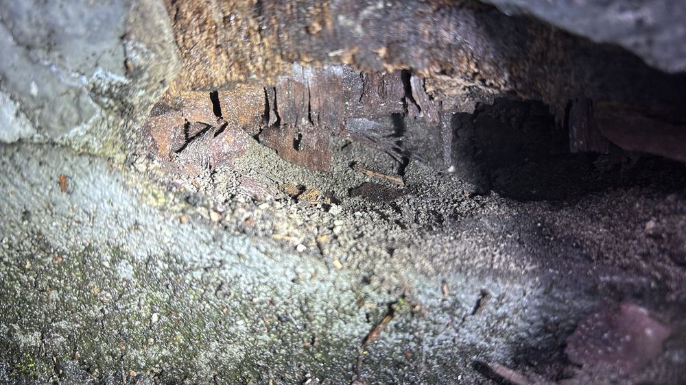 Termites eaten through timber at the base of the structure, found during a defect investigation inspection in Richmond