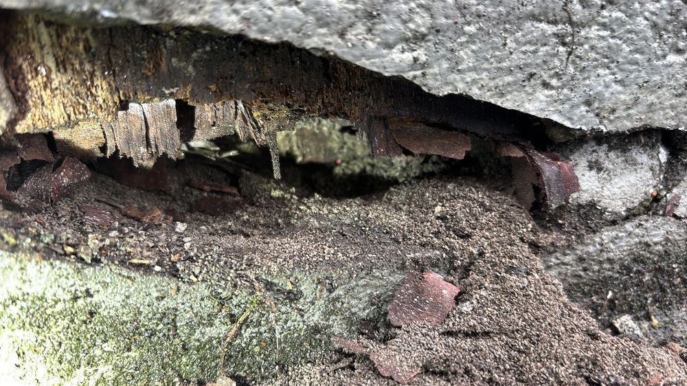 Active termite workings and friable timber in the framing, found during a defect investigation inspection in Richmond