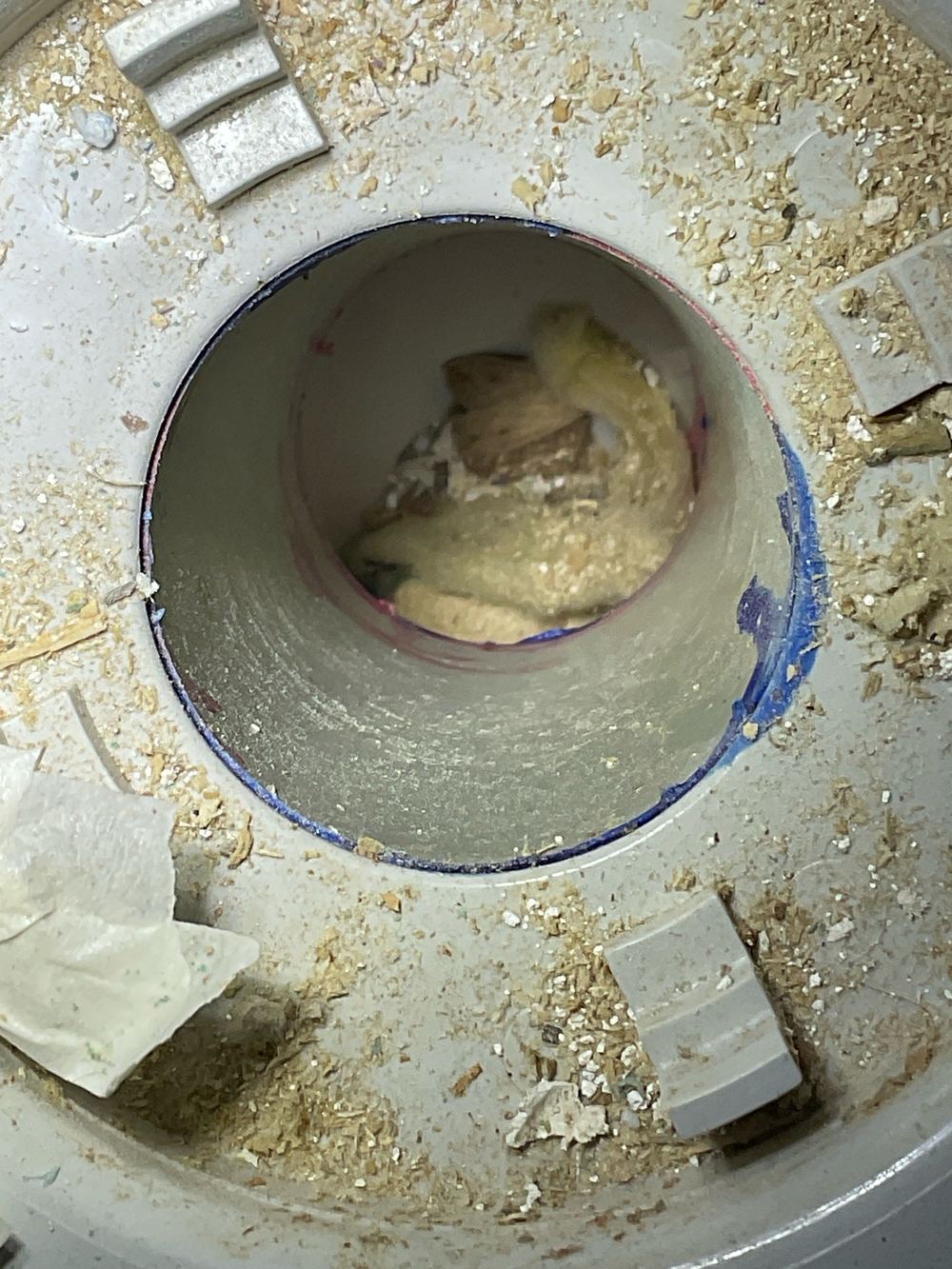 Bath waste choked with debris and insulation before the bath was set, Strathtulloh